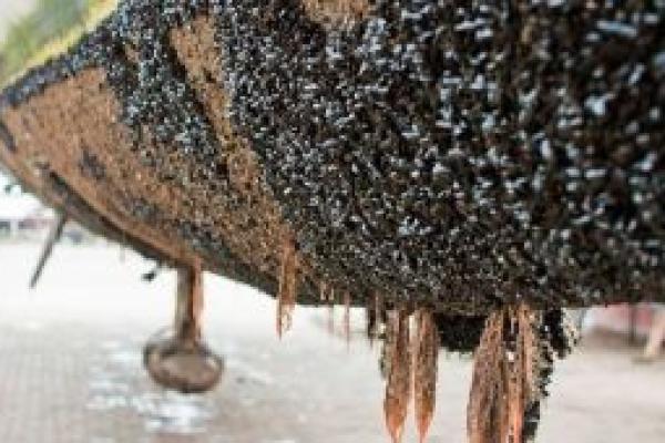 image of ANTIFOULING – Everything you’ve ever wanted to know, and things you didn’t know you wanted to know